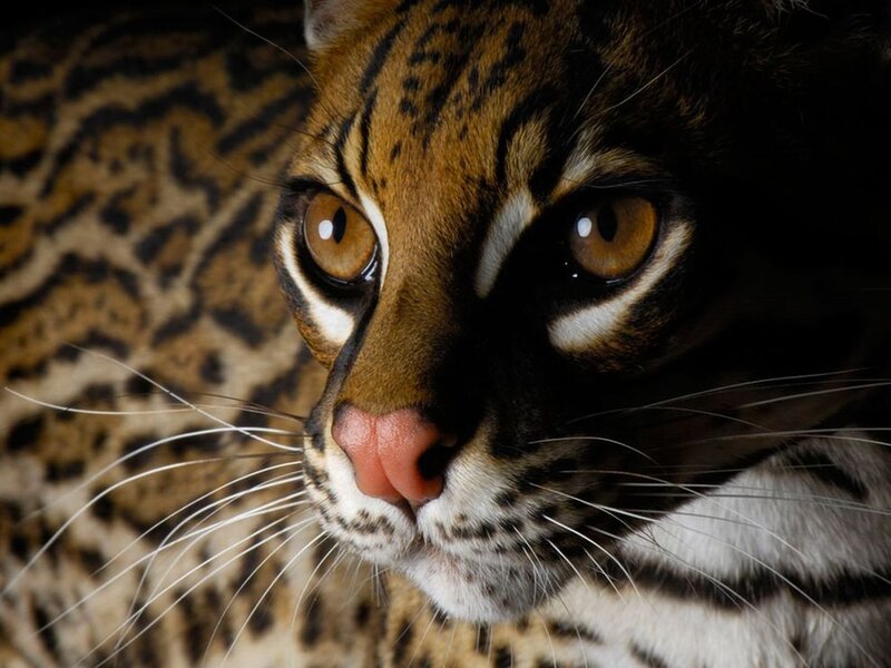 Ocelot in Close-up — Brown, Intense