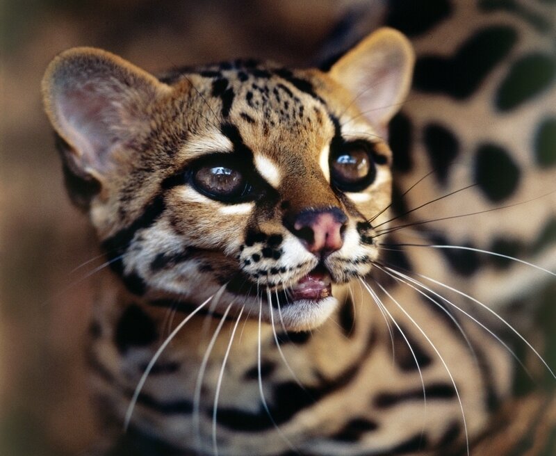 Ocelot in Close-up — Brown