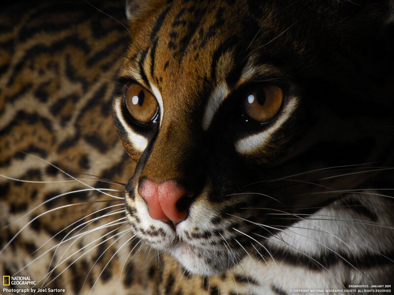 Ocelot in close-up