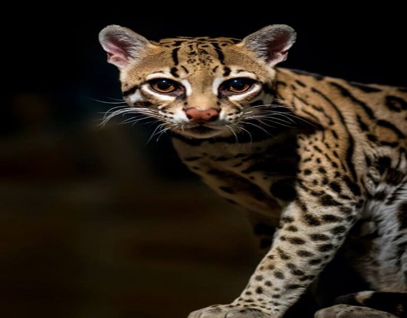 Ocelot in Dark Setting — Brown