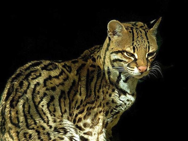 Ocelot in Dark Setting