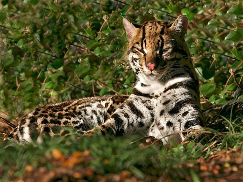 Ocelot in Foliage