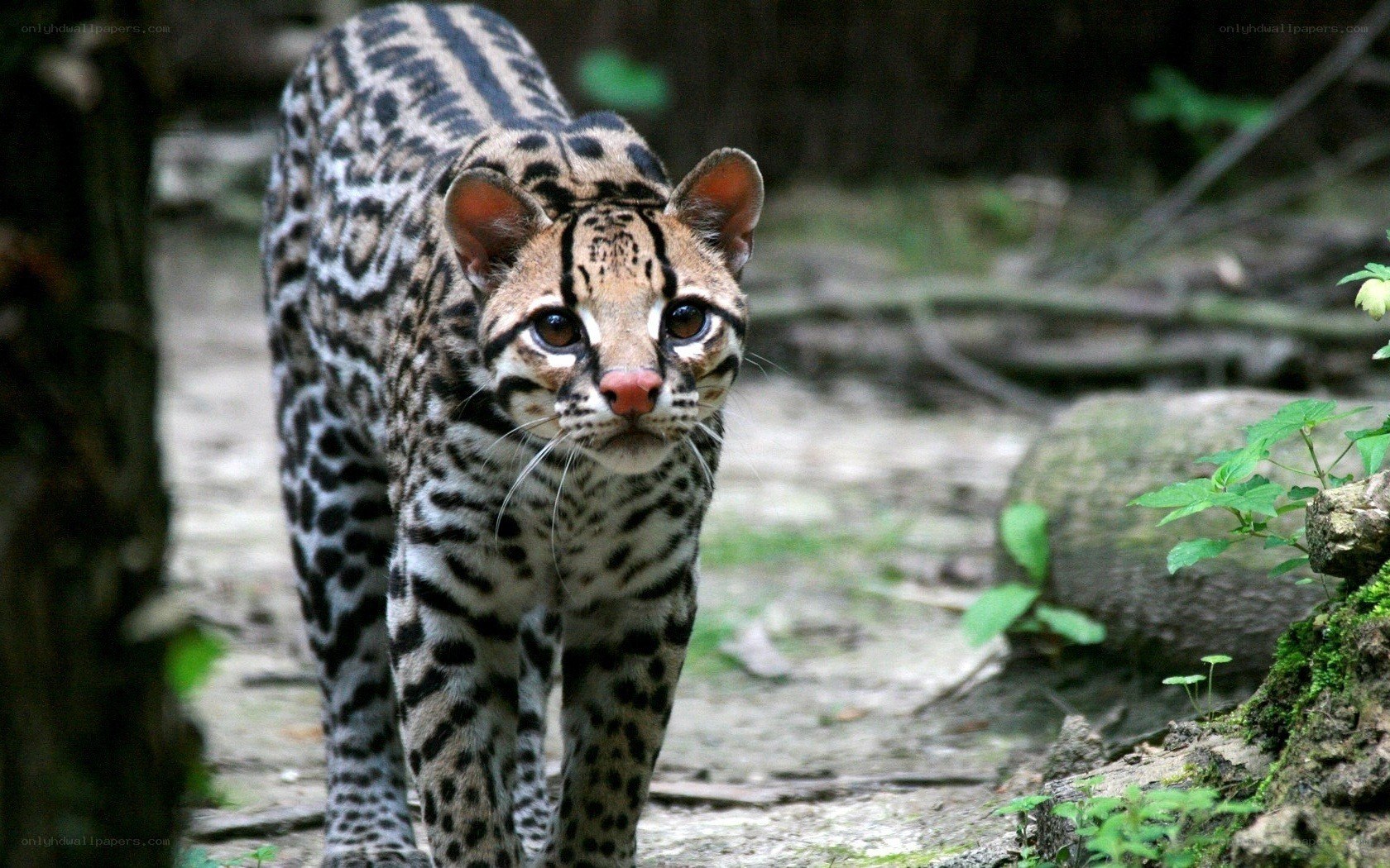 Ocelot in forest