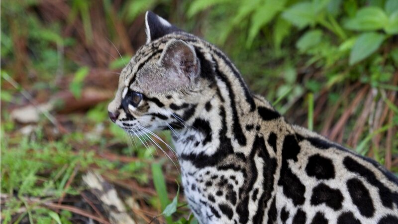 Ocelot in Forest — Brown, Alert, Photograph