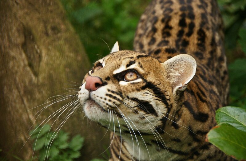 Ocelot in Forest — Brown, Alert, Photograph, Tree