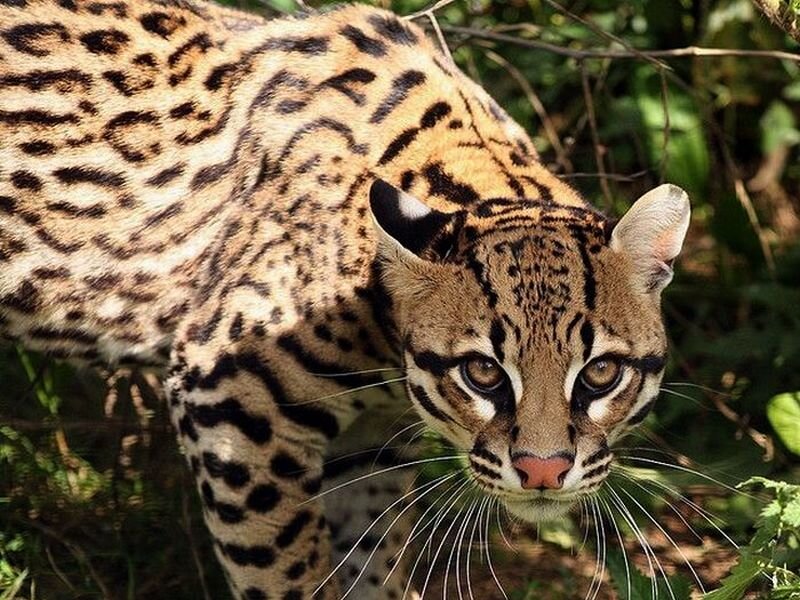 Ocelot in Forest — Brown, Alert