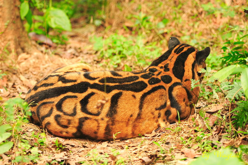 Ocelot in Forest — Brown, Natural