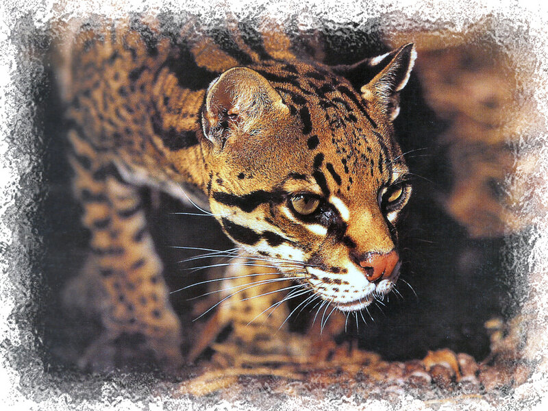 Ocelot in Forest — Brown