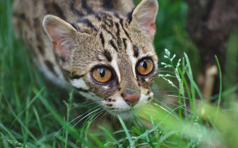 Ocelot in Grass — Brown