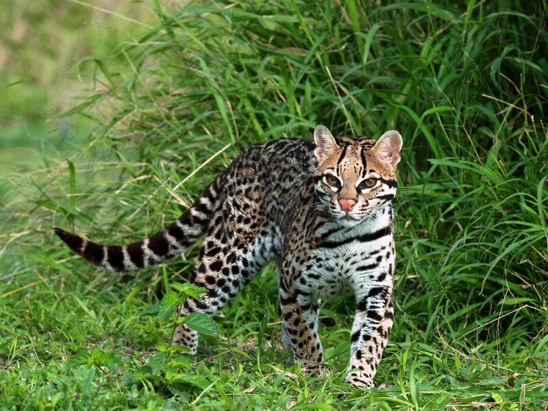 Ocelot in Grass — Green