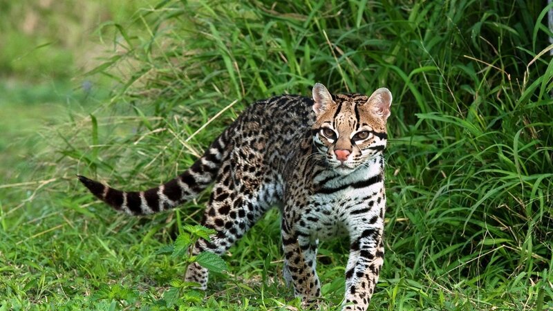 Ocelot in Grass
