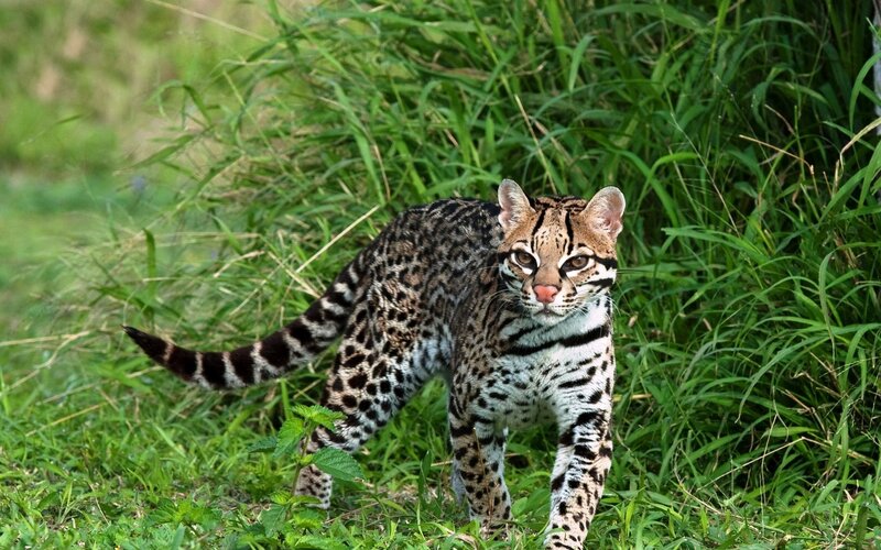 Ocelot in grassy field