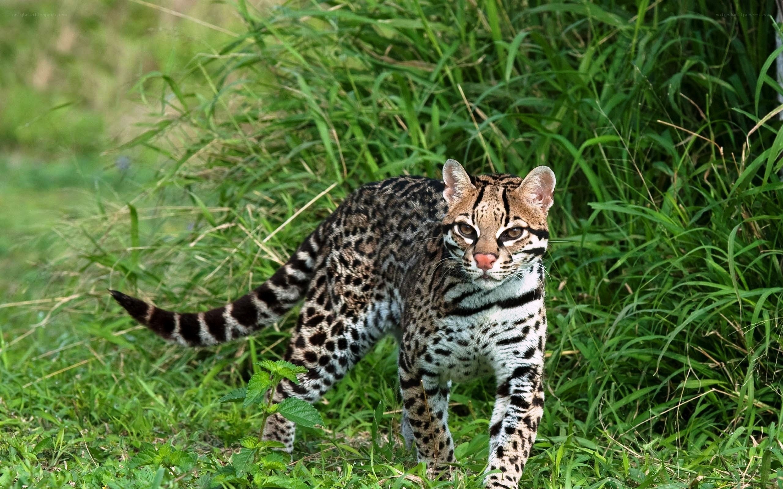 Ocelot in grassy field