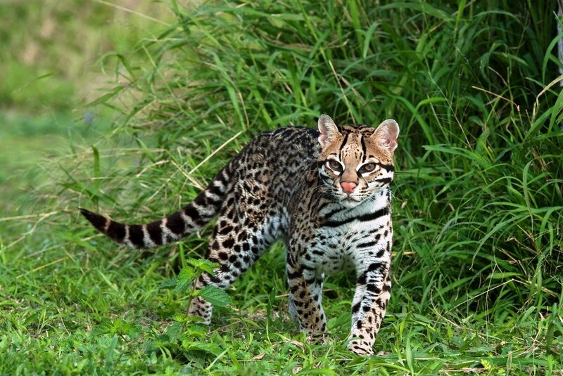 Ocelot in grassy field