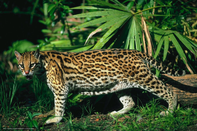 Ocelot in Jungle