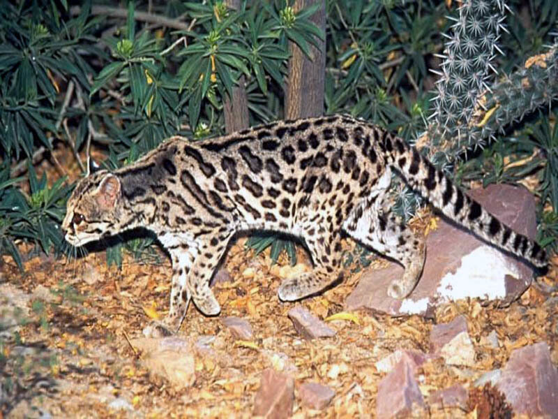 Ocelot in natural habitat