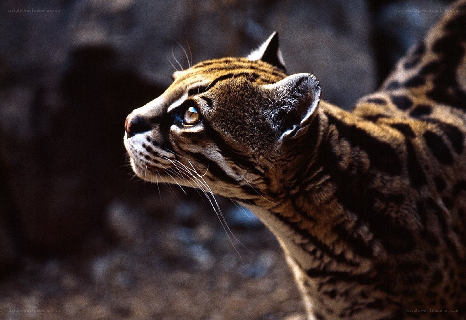 Ocelot in profile