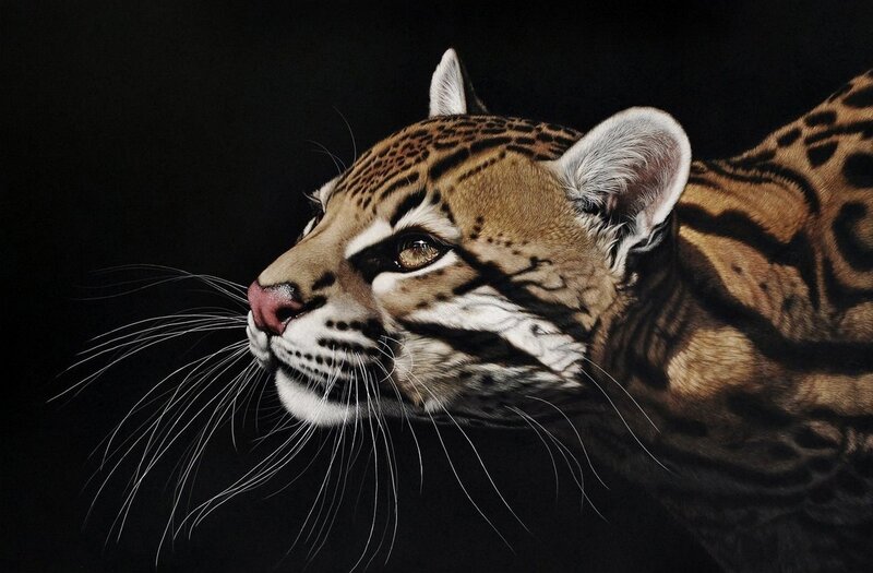 Ocelot in Profile — Black