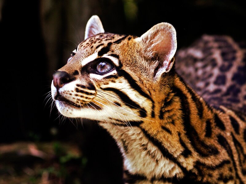 Ocelot in Profile — Brown, Alert, Photograph, Ears