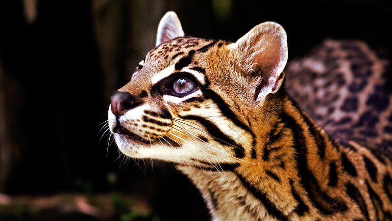Ocelot in Profile — Brown, Alert, Photograph, Forest