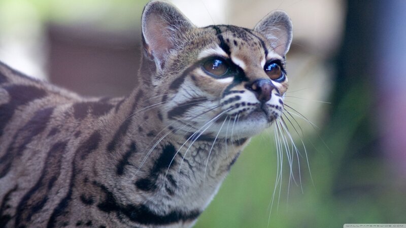 Ocelot in Profile — Brown, Alert, Photograph