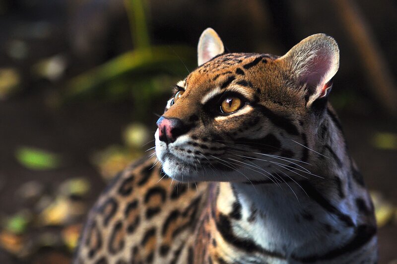 Ocelot in Profile — Brown, Alert, Photograph, Whiskers