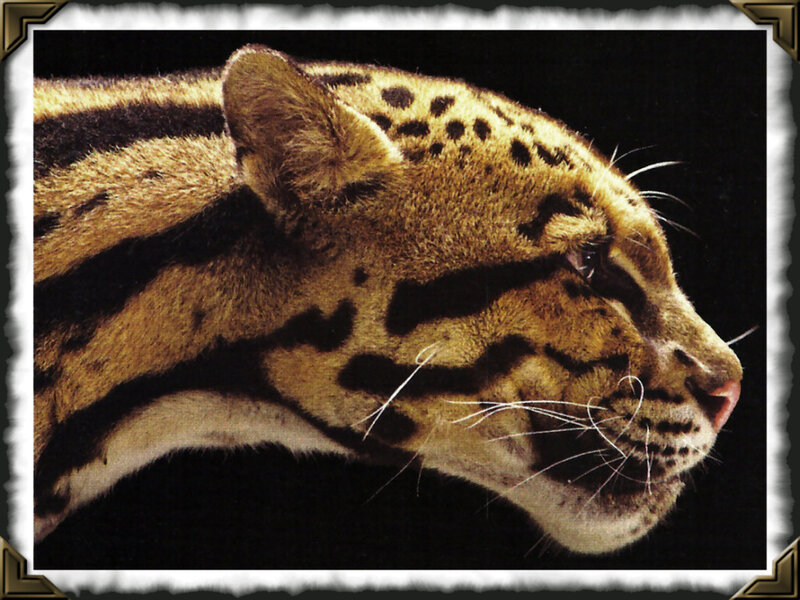 Ocelot in Profile — Brown, Dramatic
