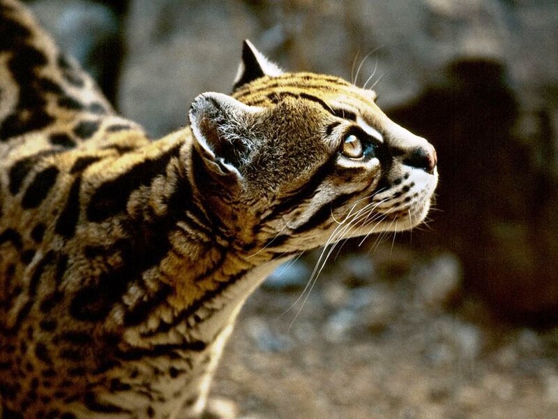 Ocelot in Profile — Brown