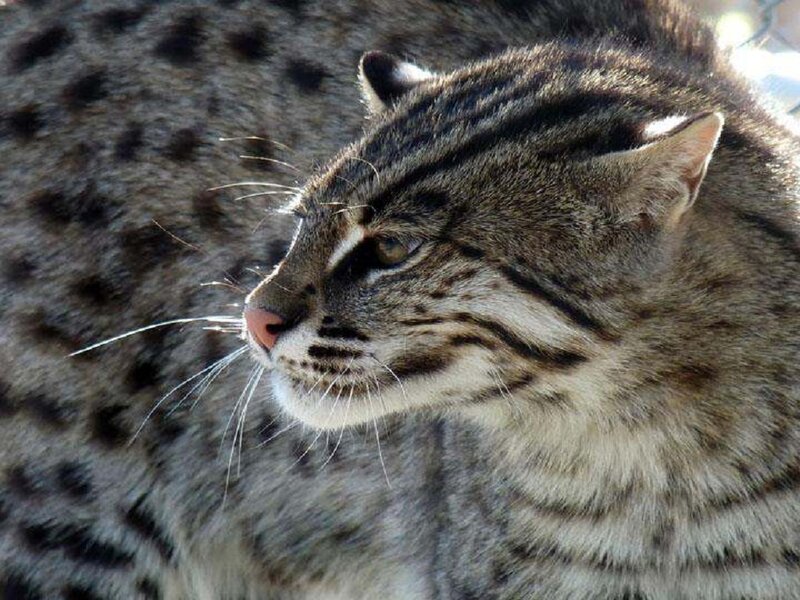 Ocelot in Profile — Gray