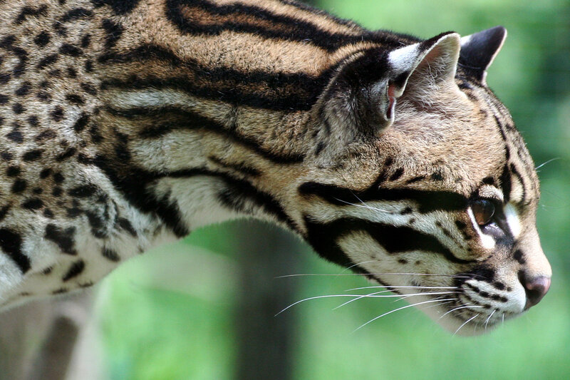 ocelot in profile