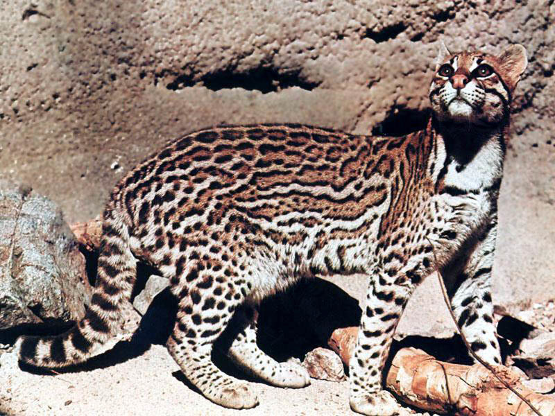 ocelot in rocky terrain