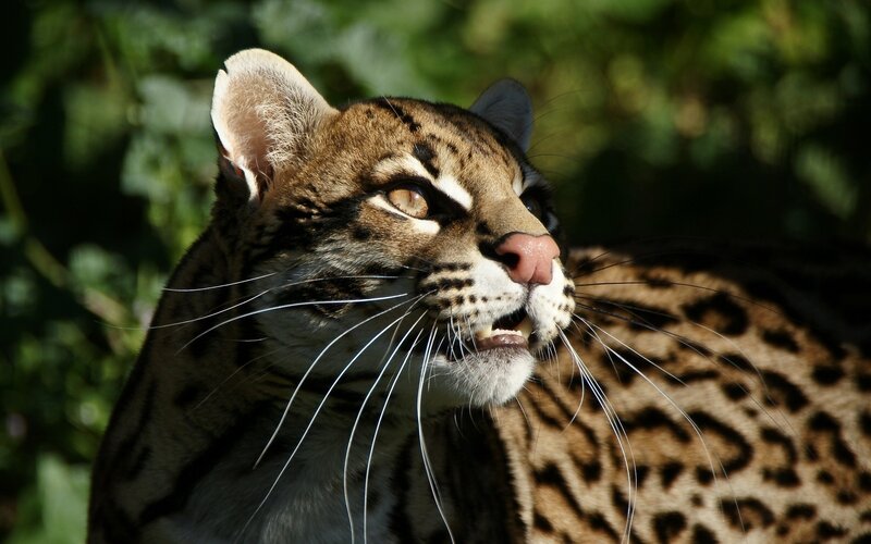 Ocelot in Sunlight