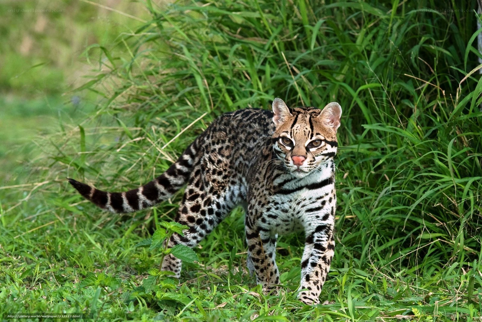 Ocelot in the grass
