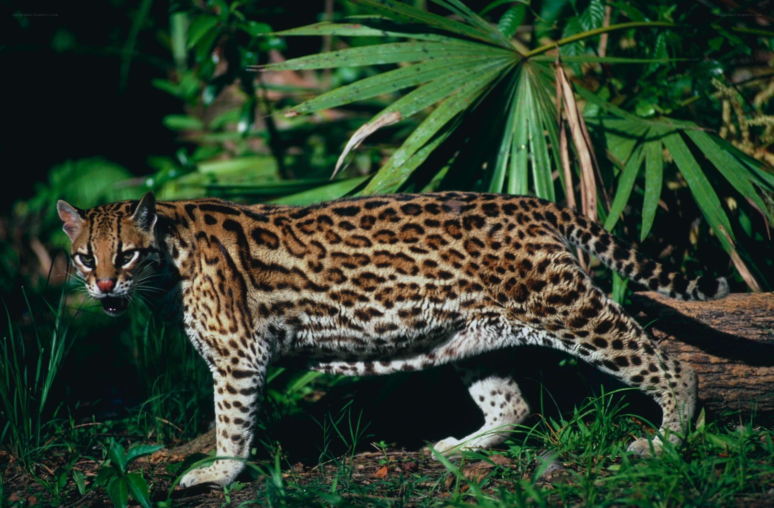 Ocelot in the jungle