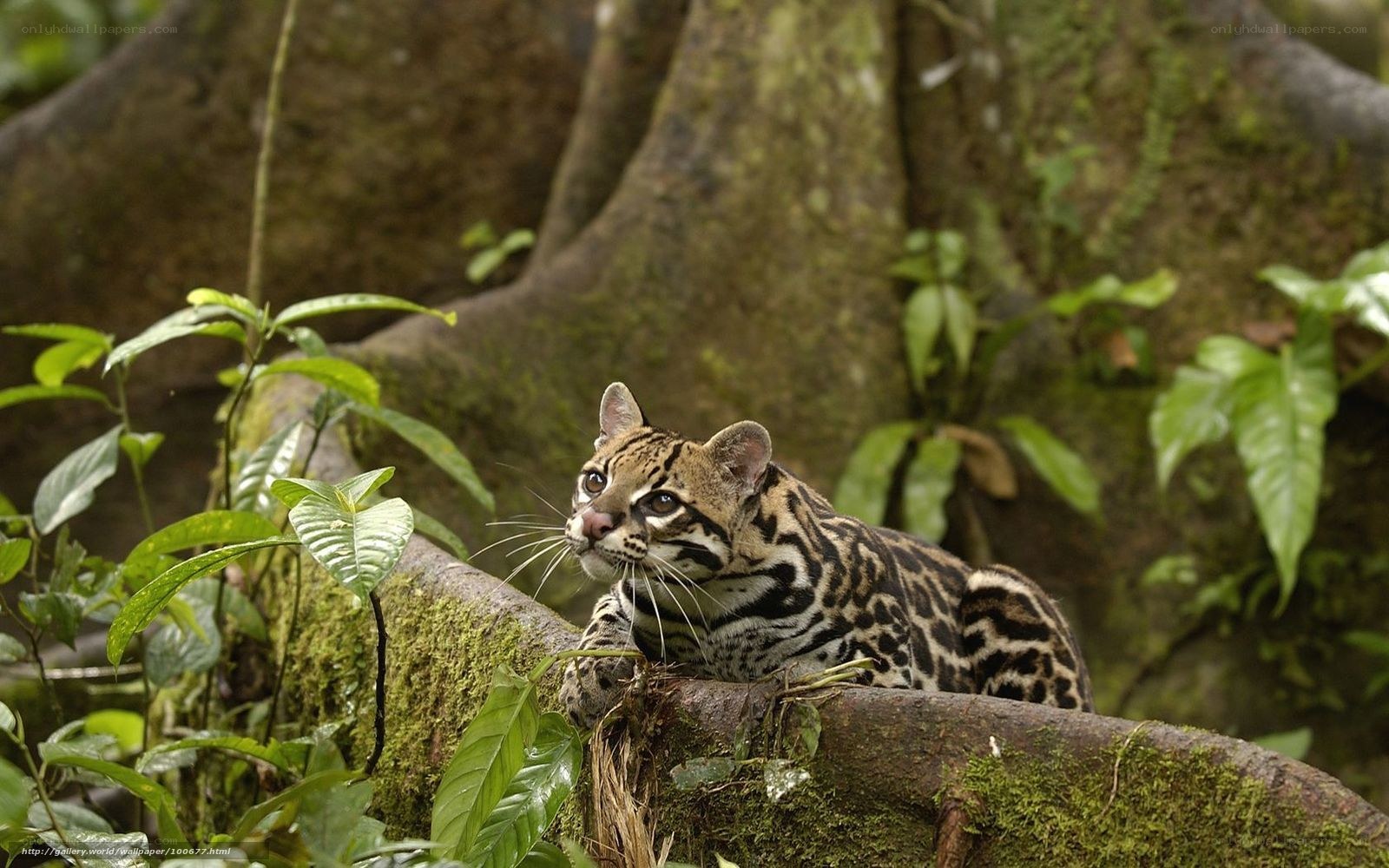 Ocelot in the jungle