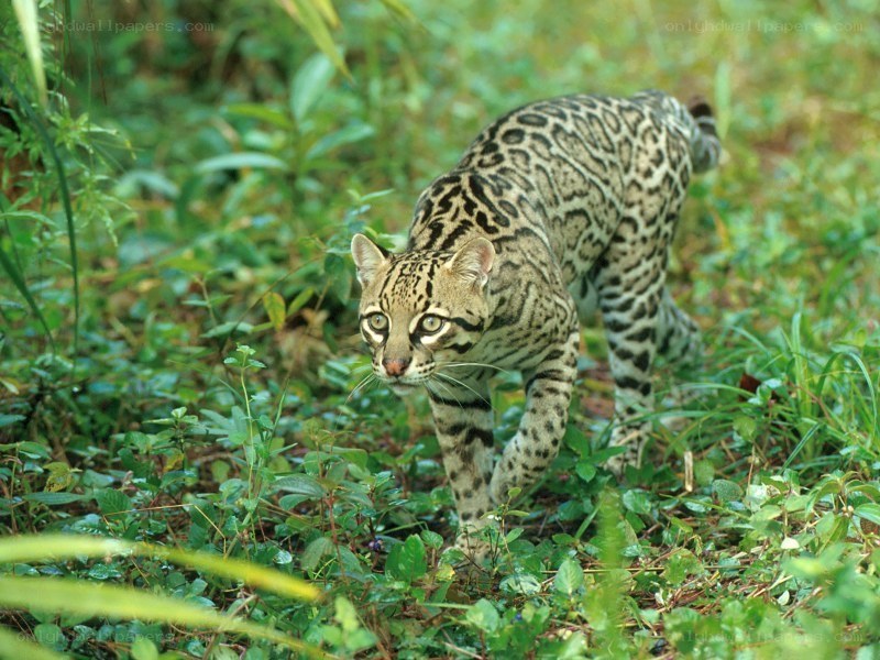 Ocelot in the wild