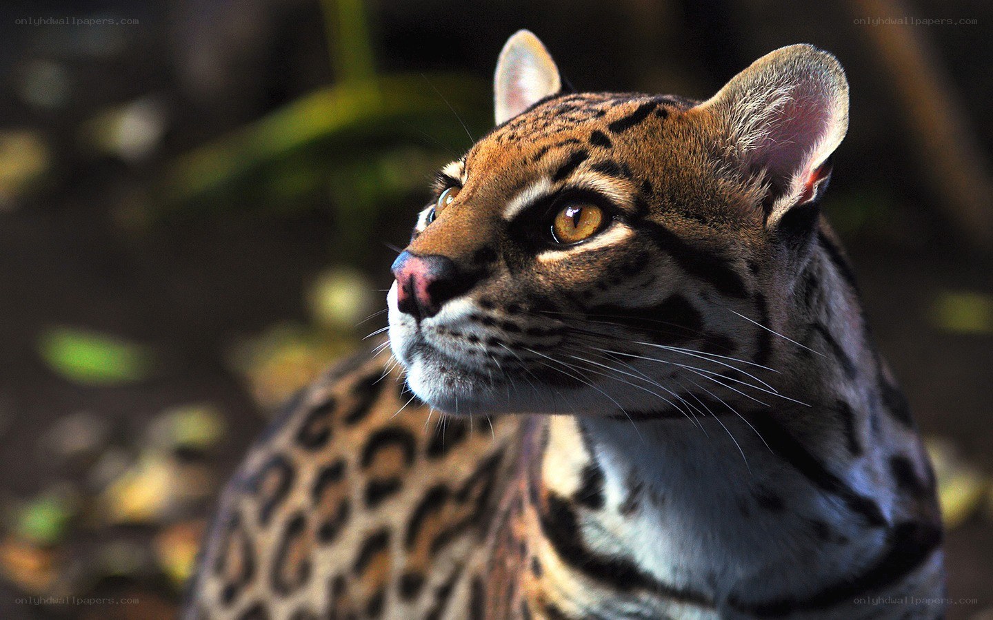 ocelot in the wild