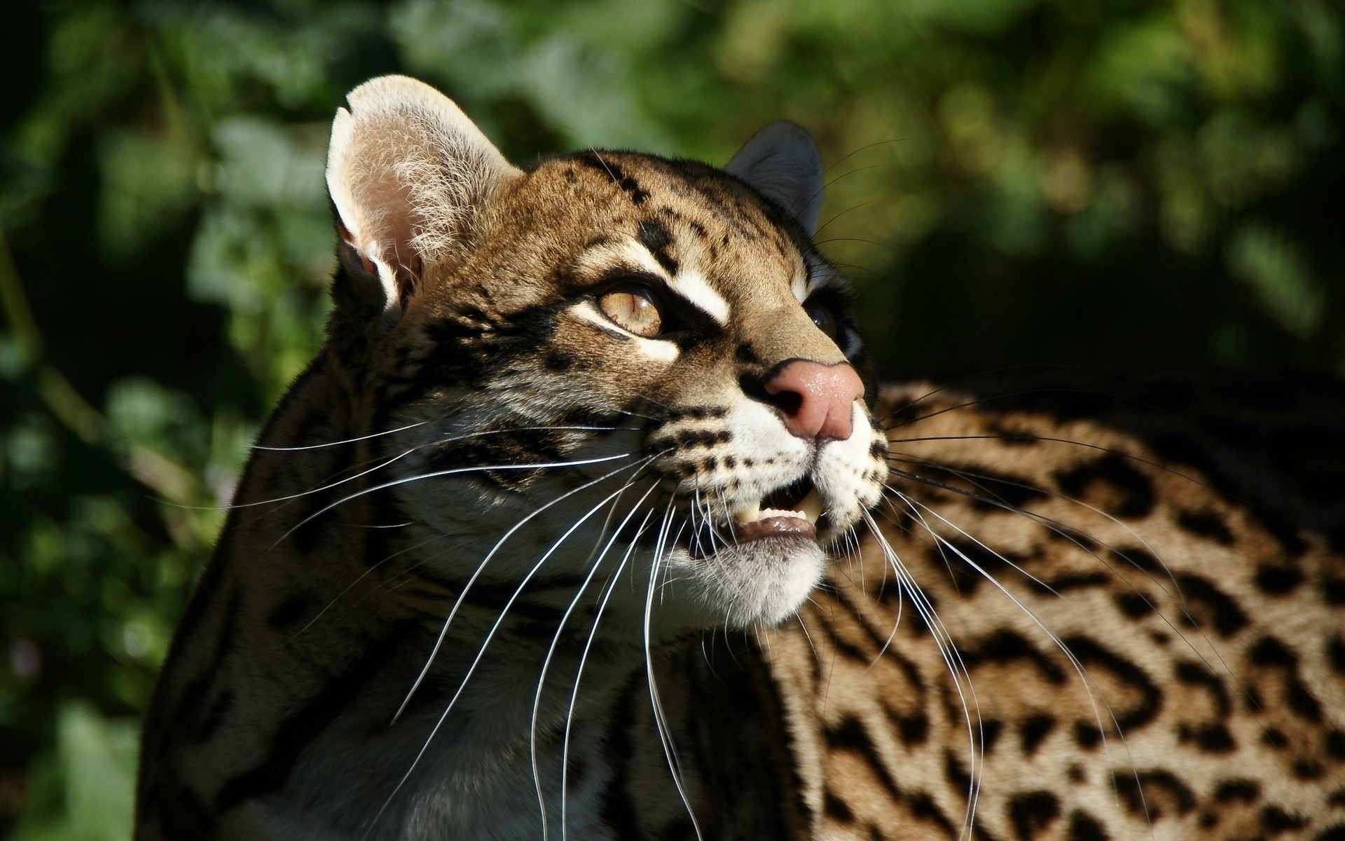 ocelot in the wild