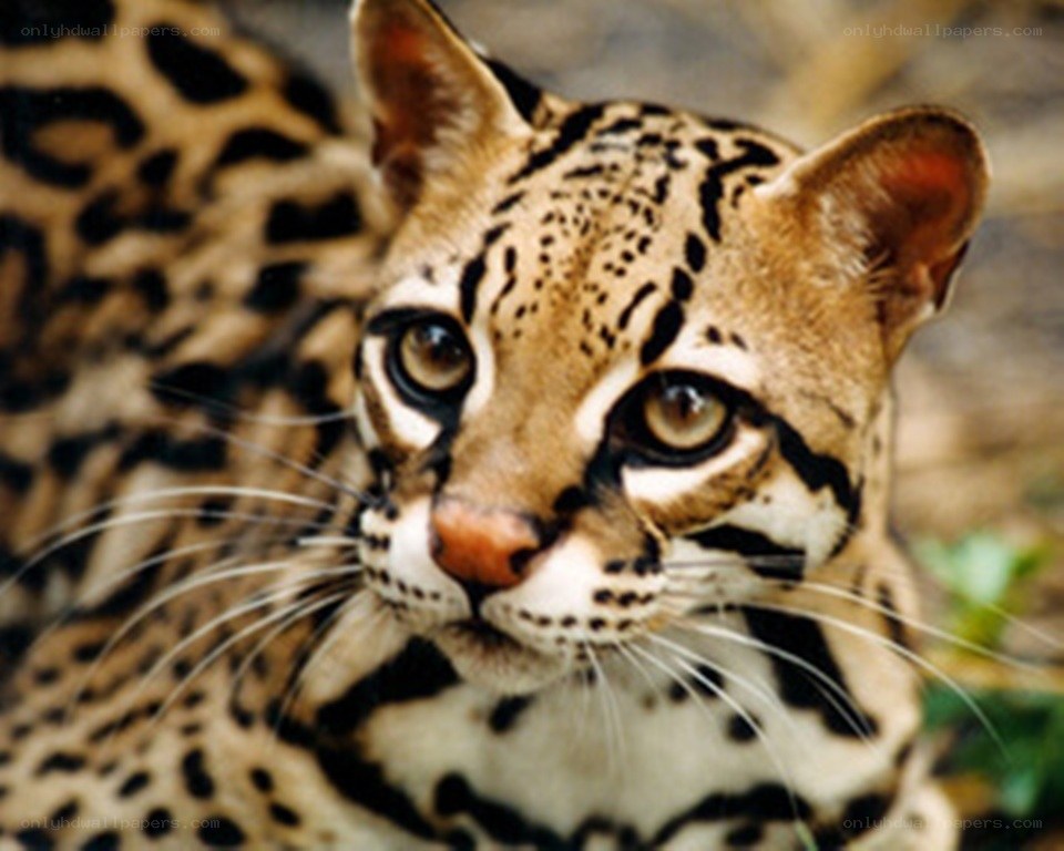 ocelot in the wild
