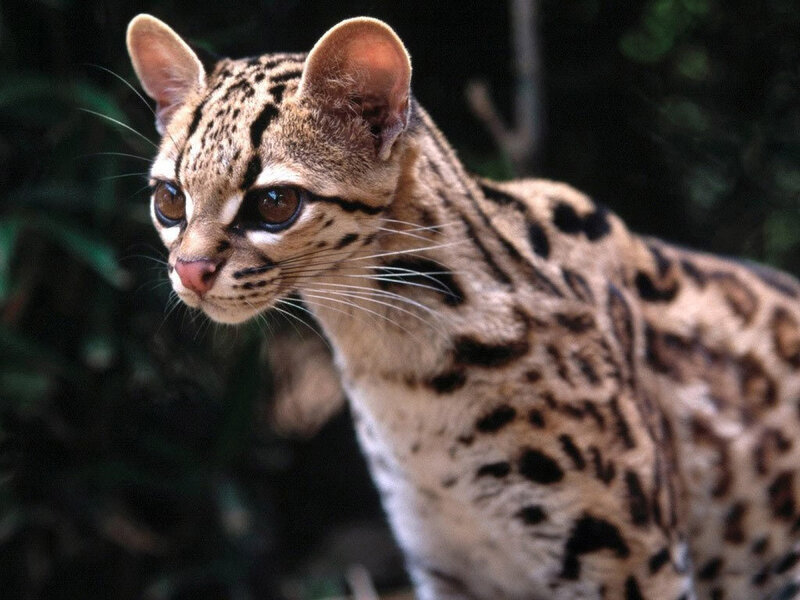 Ocelot in the wild