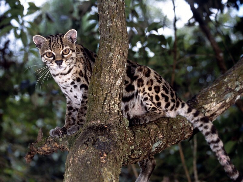 Ocelot in Tree — Brown