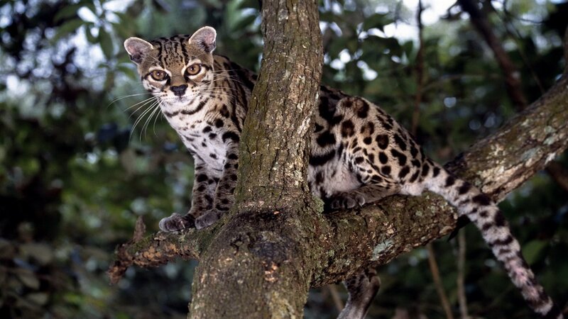 Ocelot in Tree