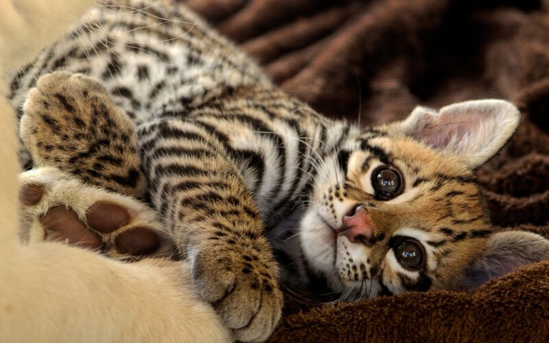 Ocelot Kitten — Brown, Calm, Photograph, Blanket