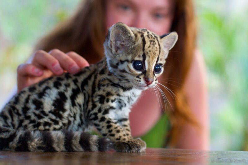 Ocelot Kitten — Brown, Calm, Photograph, Person