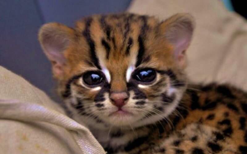 Ocelot Kitten — Brown, Calm, Photograph