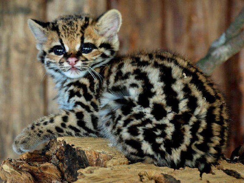 Ocelot Kitten — Brown, Calm