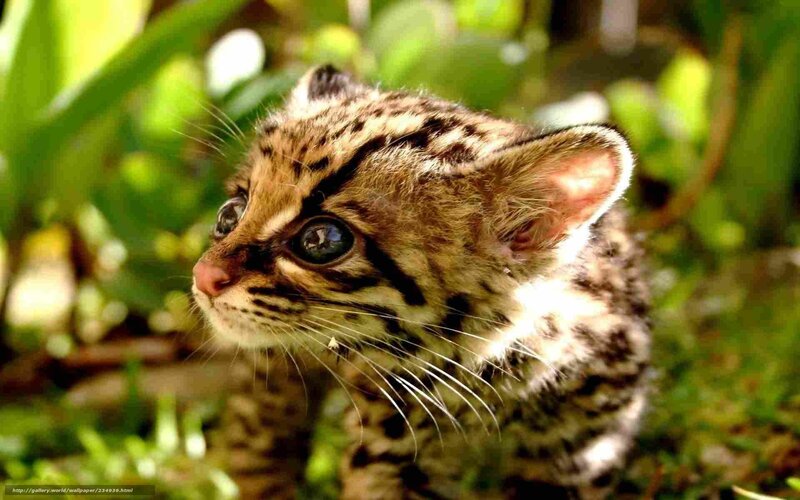 Ocelot Kitten — Brown, Curious, Afternoon
