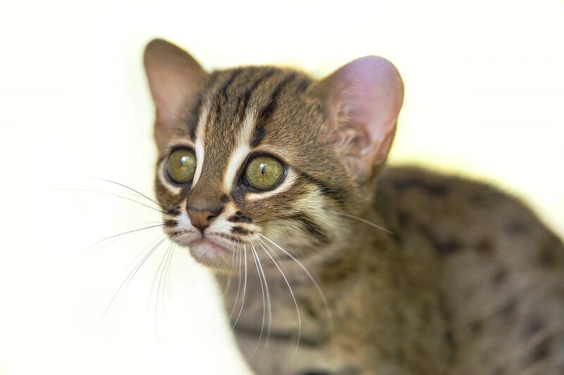 Ocelot Kitten — Brown, Curious, Photograph