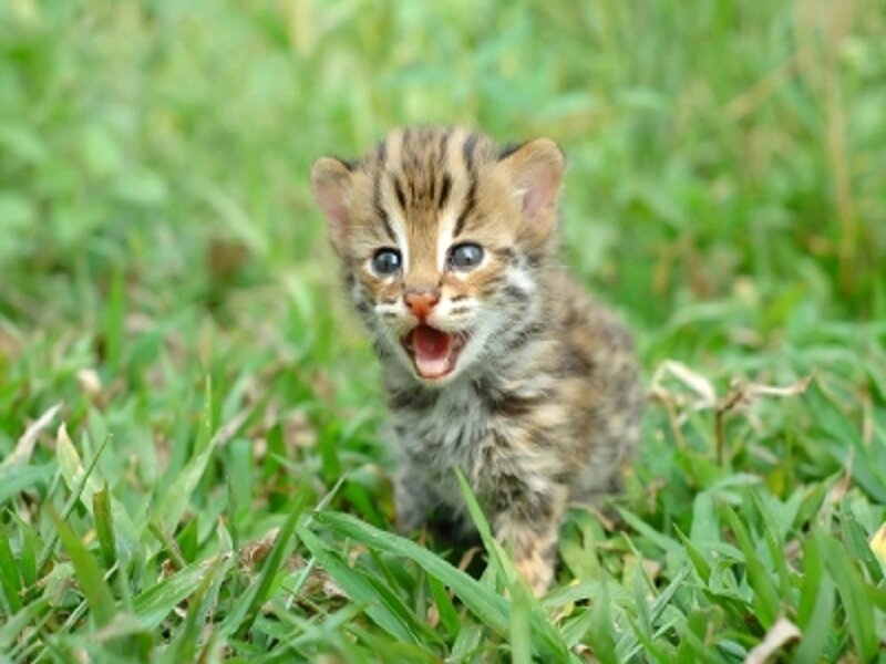 Ocelot Kitten in Grass