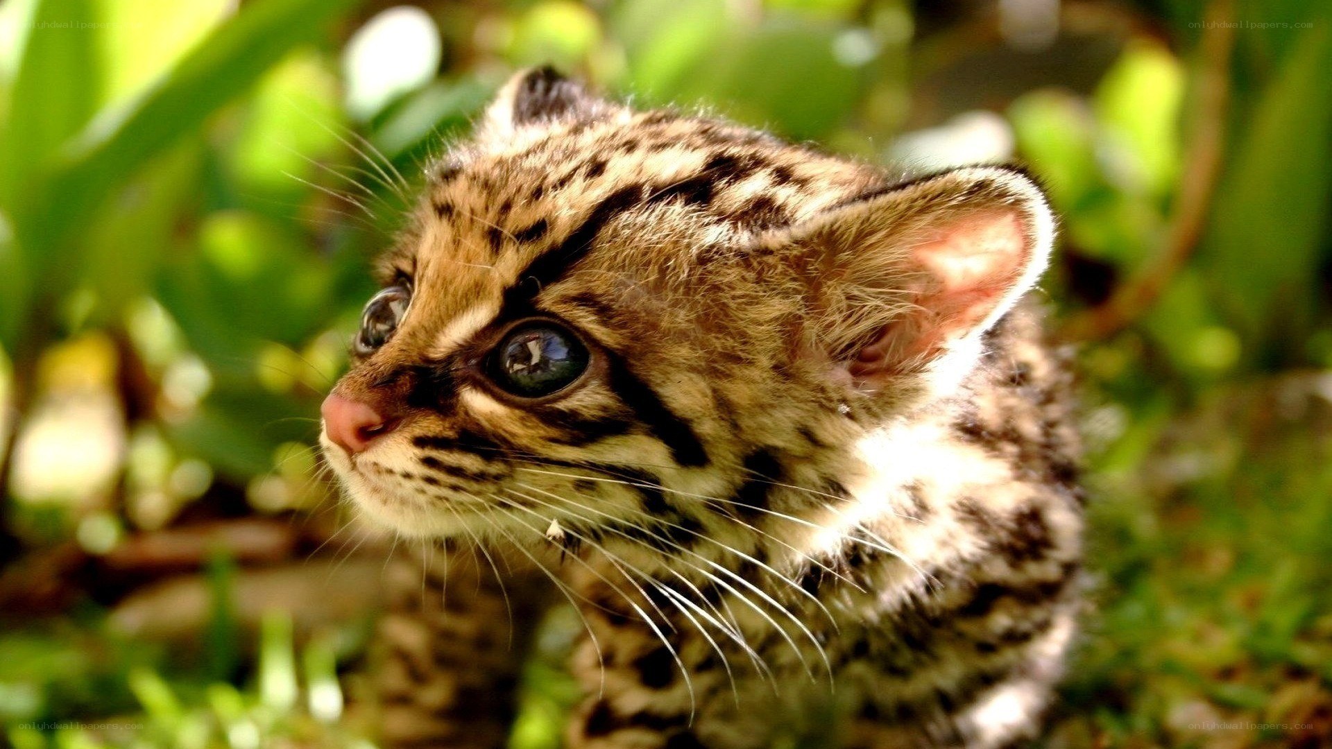 ocelot kitten in greenery